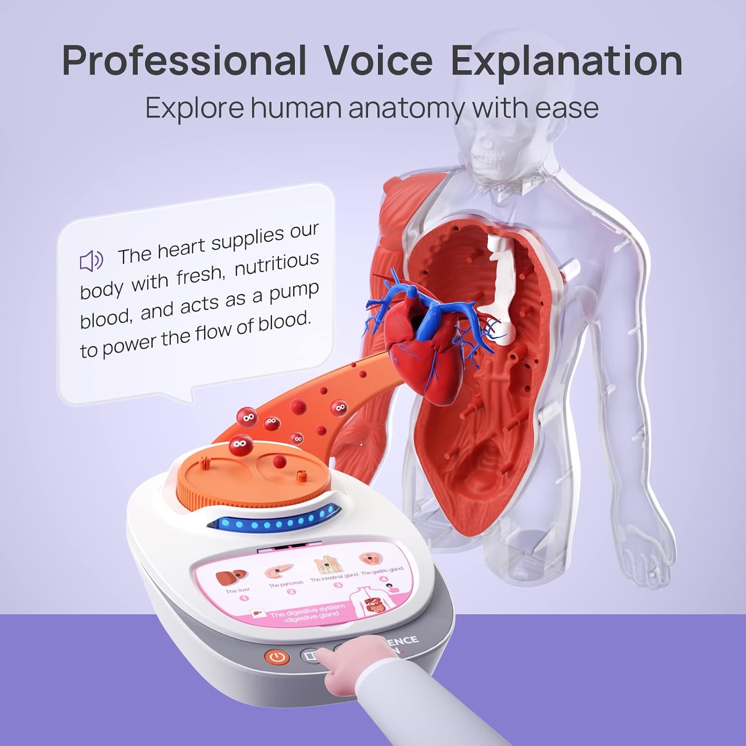 Science Can Human Body Model for Kids, Interactive Anatomy Learning Toys - Image 5