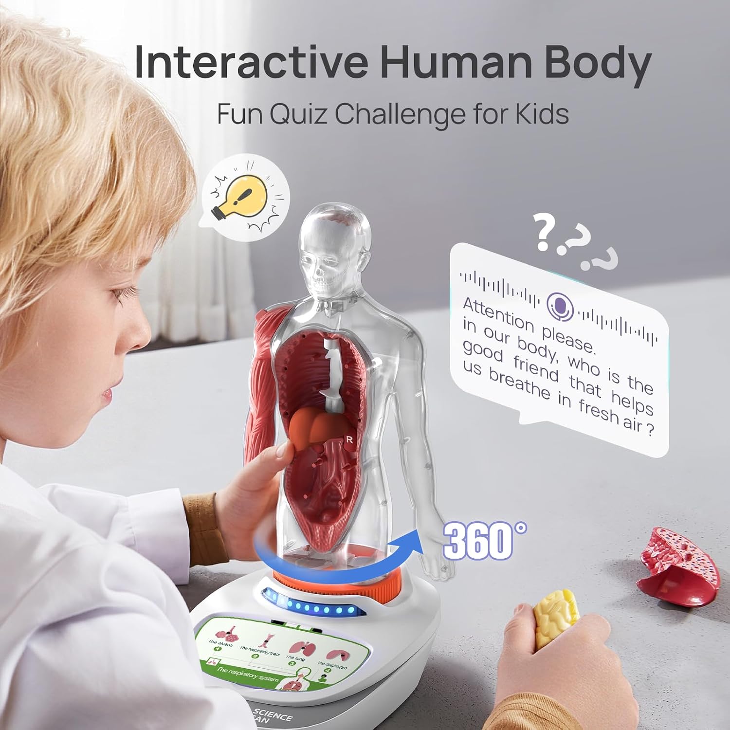 Science Can Human Body Model for Kids, Interactive Anatomy Learning Toys - Image 4