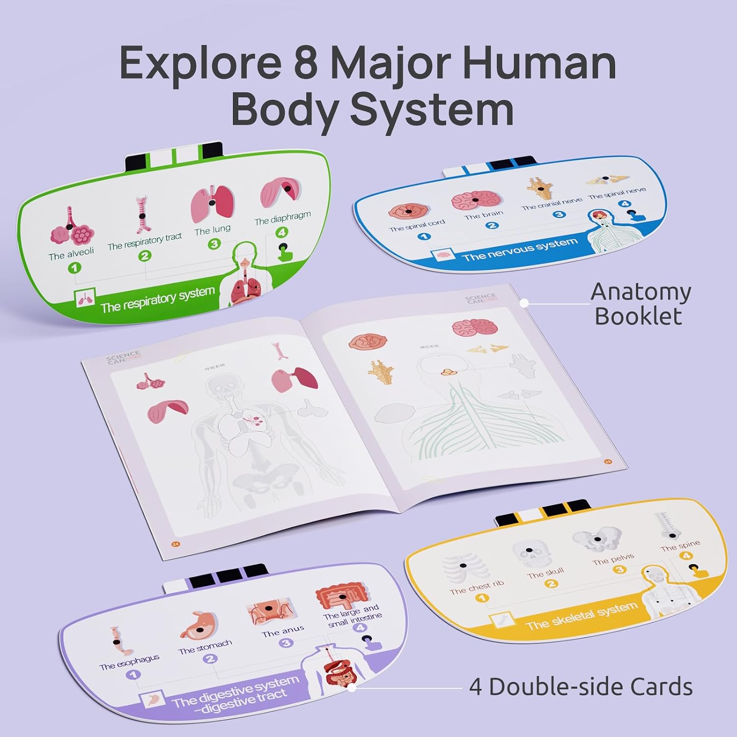 Science Can Human Body Model for Kids, Interactive Anatomy Learning Toys - Image 6