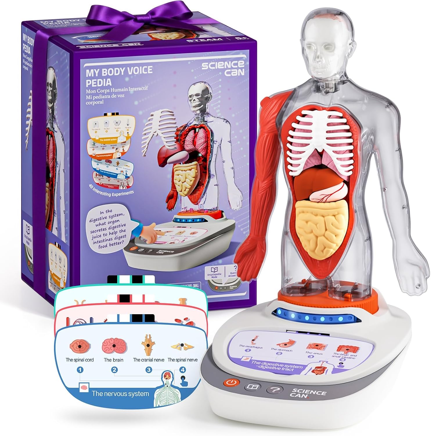 Science Can Human Body Model for Kids, Interactive Anatomy Learning Toys