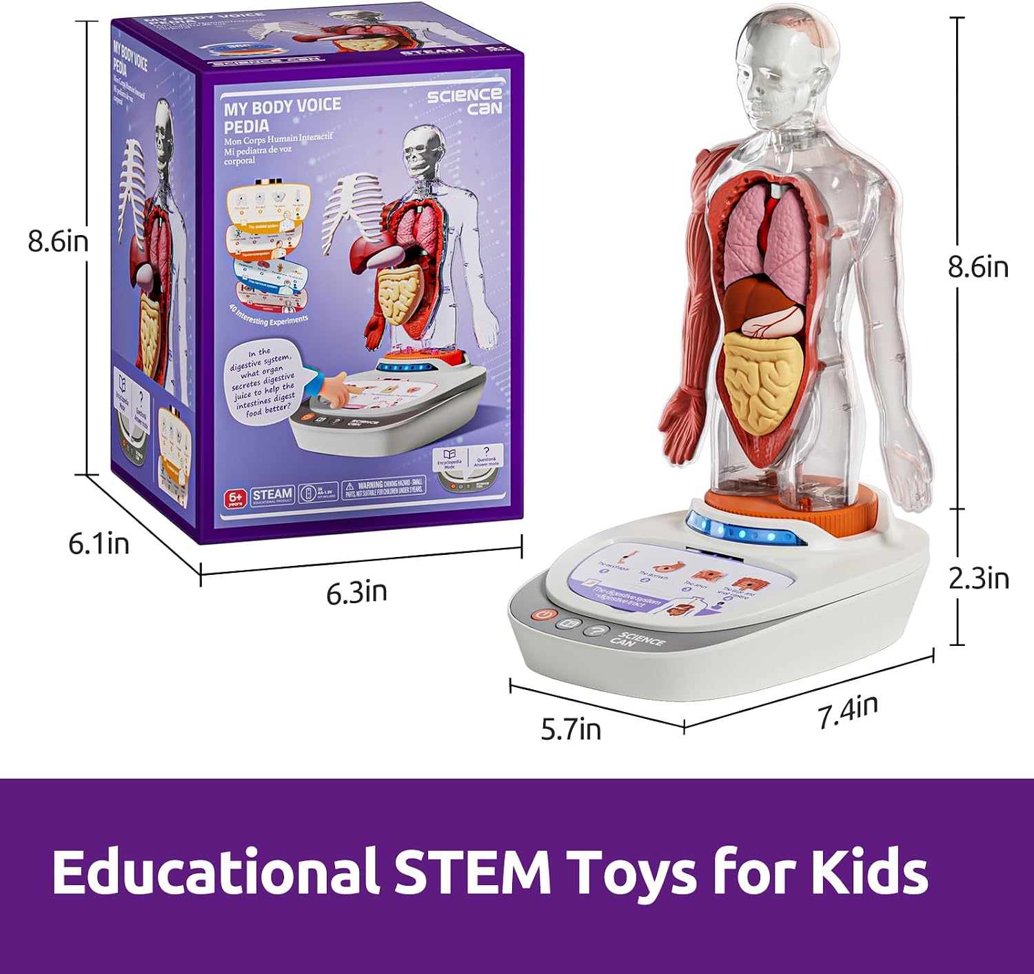 Science Can Human Body Model for Kids, Interactive Anatomy Learning Toys - Image 8