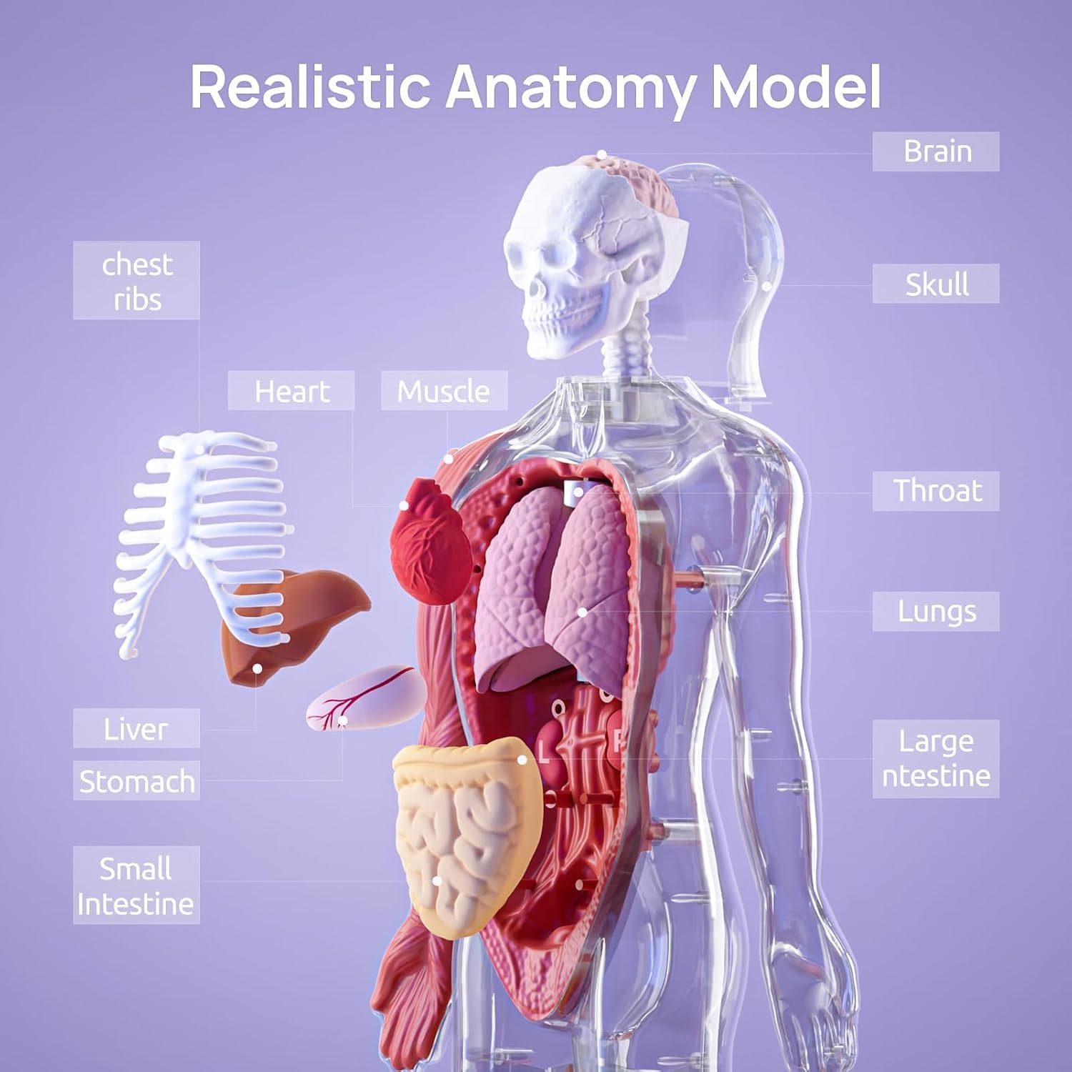Science Can Human Body Model for Kids, Interactive Anatomy Learning Toys - Image 3