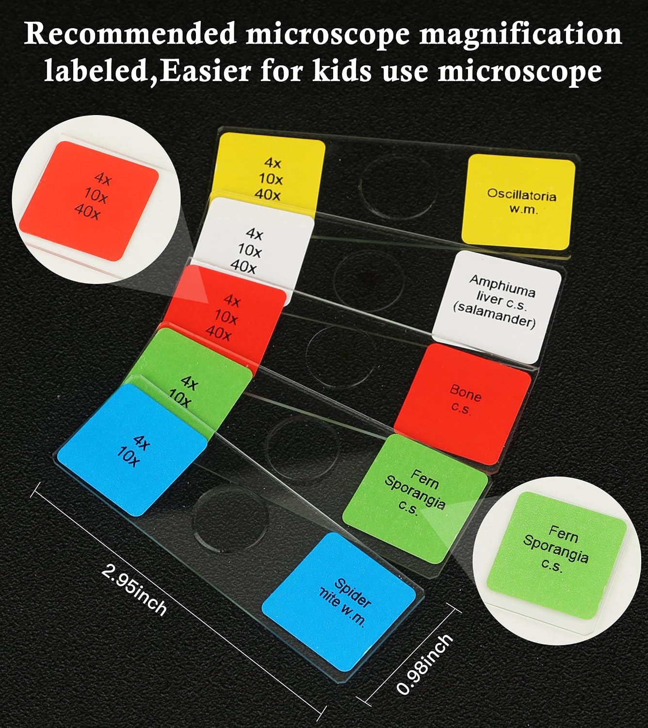 120 Microscope Slides with Specimens Set, Lab-Grade Prepared Microscope Slides for Kids Adults, Animal/Plant/Microbe/Tissue/Cells, STEM Biology Kit for Homeschool, Classroom Labs & Science Education - Image 4