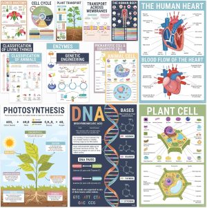 BrightenKidz Biology Posters for Cl...